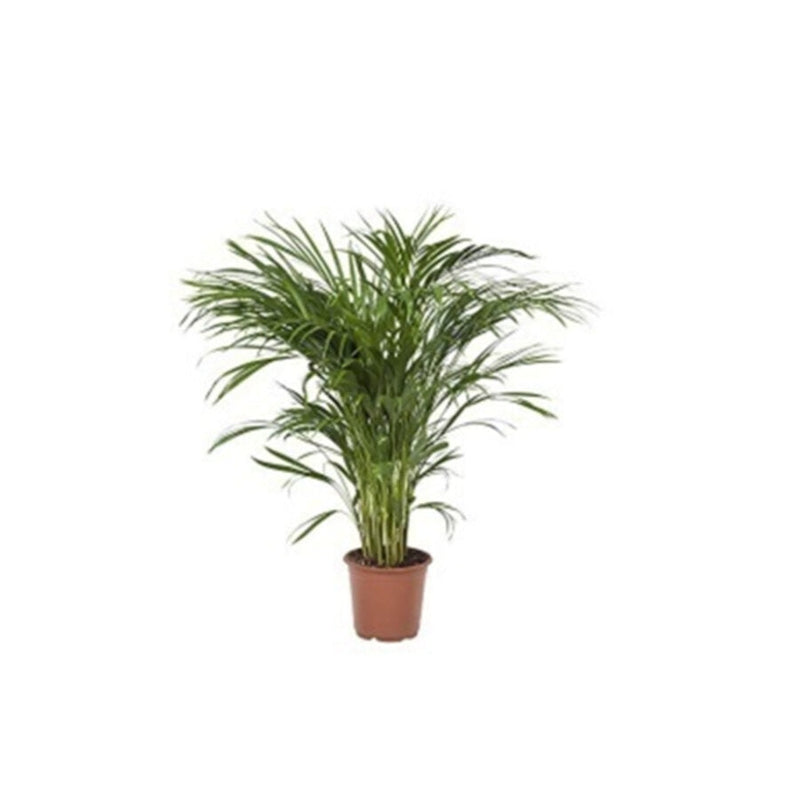 Dypsis lutescense (Areca Palm) | Indoor Live Plant | 90-100 CM Height