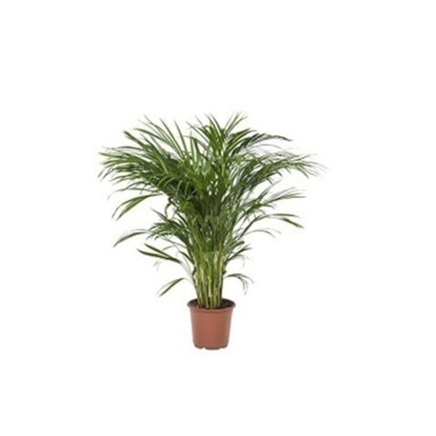 Dypsis lutescense (Areca Palm) | Indoor Live Plant | 90-100 CM Height