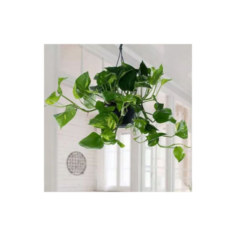 Money Plant | Epipremnum Hanging Indoor Live Plant 30 CM Height