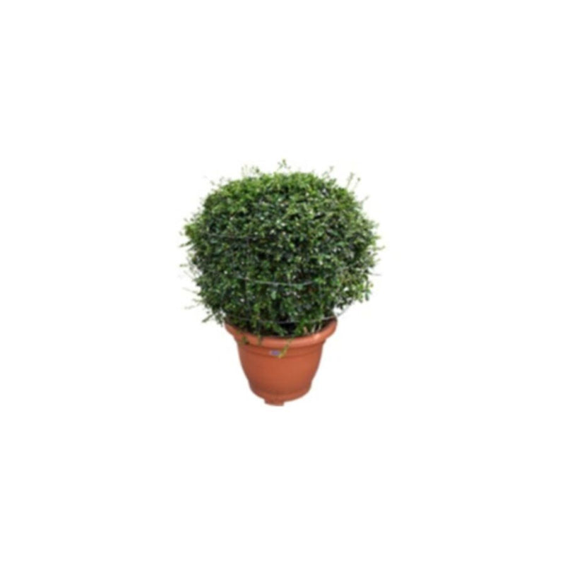 Erithiya Macrophylla | Outdoor Live Plant | Cone Shape | 1 MT Height