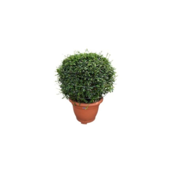 Erithiya Macrophylla | Outdoor Live Plant | Cone Shape | 1.5 MT Height