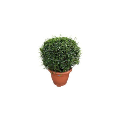 Erithiya Macrophylla | Outdoor Live Plant | Cone Shape | 1.5 MT Height