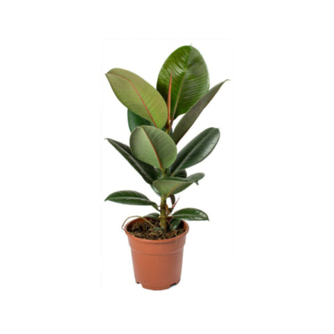 Ficus Elastica Robusta | Indoor Live Plant | 80-90 CM Height