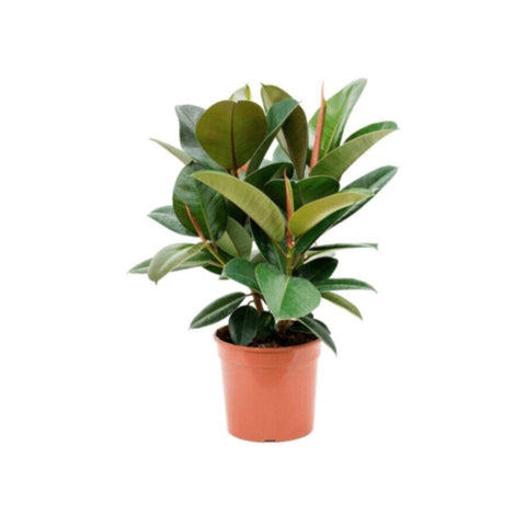 Ficus Elastica Robusta Indoor Live Plant 70-80 CM Height