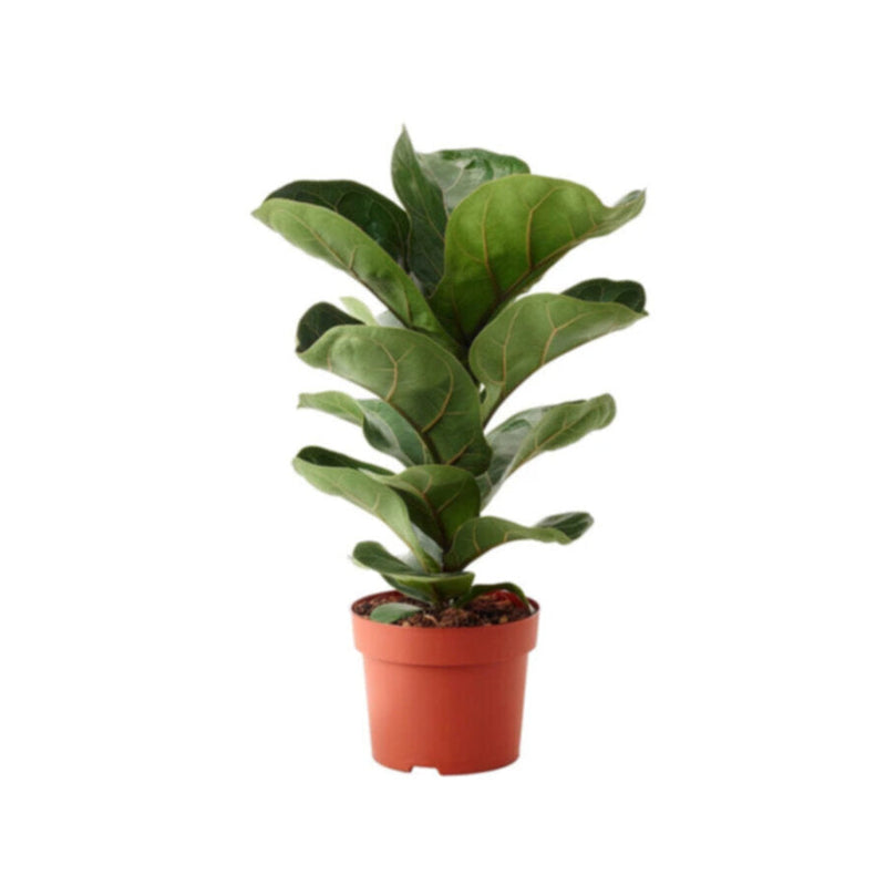 Ficus Lyrata | Indoor Live Plant | 80-90 CM Height