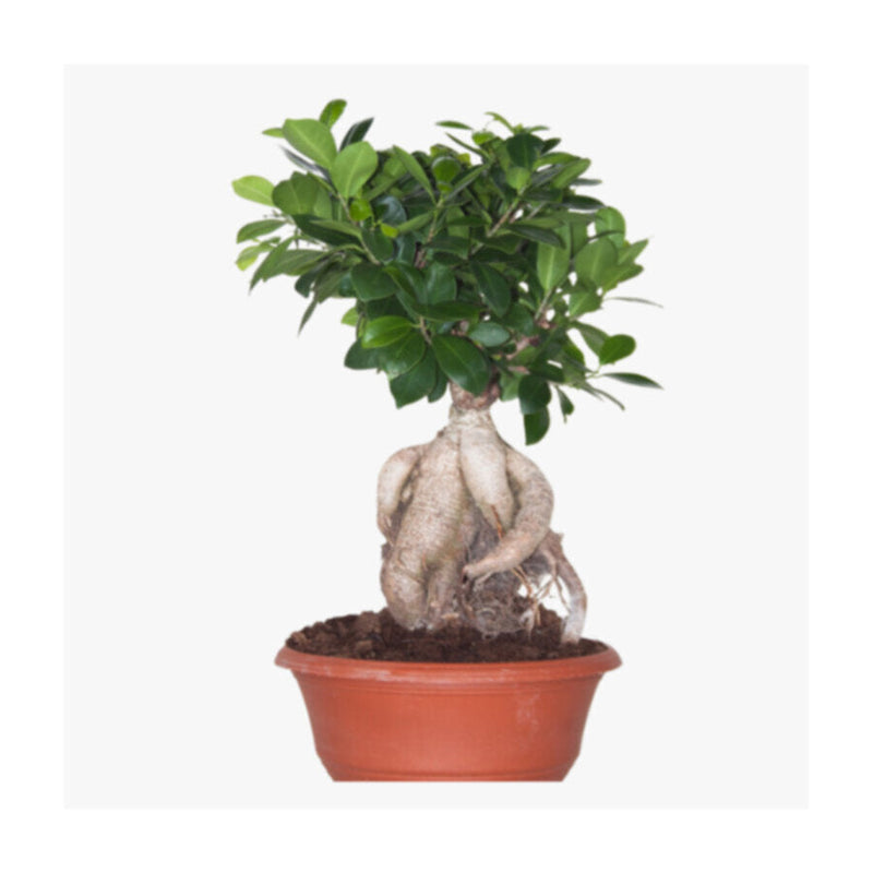 Ficus/Weeping Fig | Outdoor Live Plant | 40 CM Height | 1.5 KG