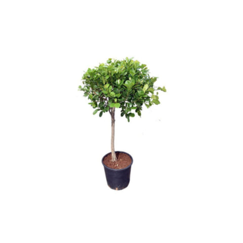 Rubber Plant | Ficus Panda Outdoor Plant 1 Head | 1 MT Height