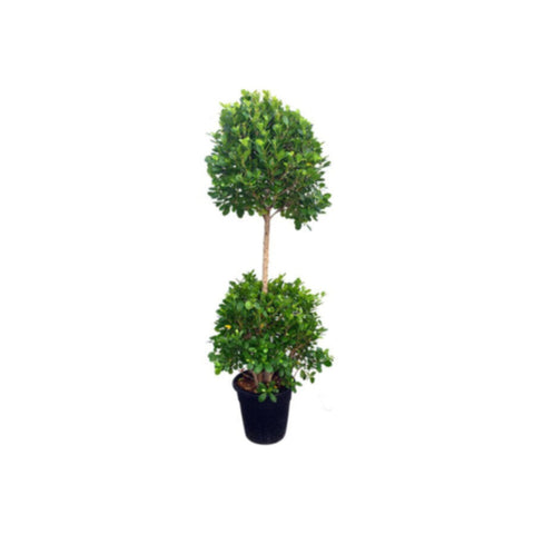 Rubber Plant | Ficus Panda Outdoor Plant 2 Head |1.2 MT Height