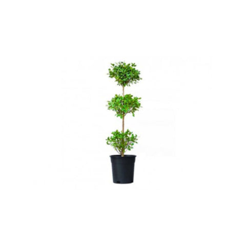 Rubber Plant | Ficus Panda Outdoor Live Plant 3 Head | 1.8 MT Height