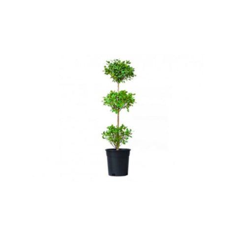 Rubber Plant | Ficus Panda Outdoor Live Plant 3 Head | 1.8 MT Height