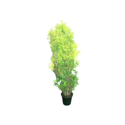 Rubber Plant | Ficus Panda Outdoor Plant Cone Shape |1.5 MT Height
