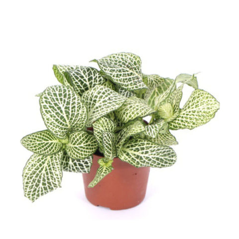 Nerve Plant | Fittonia Indoor Live Plant | 10 CM Height
