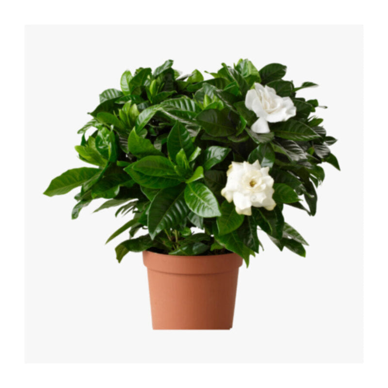 Gardenia Jasminoides | Outdoor Live Plant | 50-60 CM Height | Bushy
