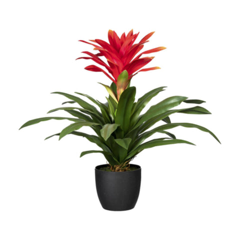 Guzmania | Indoor Live Plant | 40-50 CM Height