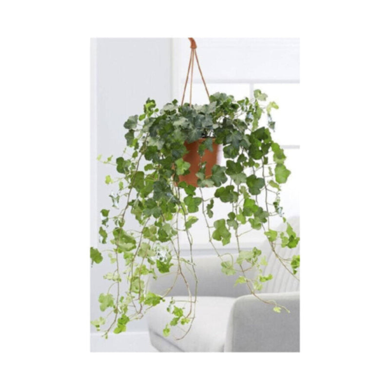 English Ivy | Hedera Helix | Hanging Indoor Live Plant | 40-50 CM Height