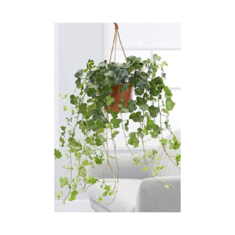 English Ivy | Hedera Helix | Hanging Indoor Live Plant | 40-50 CM Height