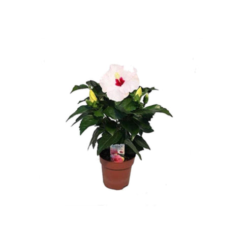 Hibiscus Rosa | Outdoor Live Plant | 30-40 CM Height