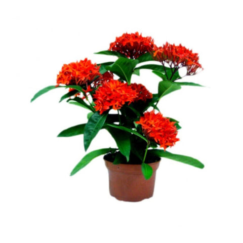 Ixora | Outdoor Live Plant | 30-40 CM Height