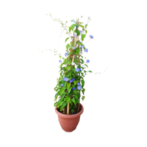 Jacquemontia Violacea | Outdoor Live Plant | 1 MT Height | 4 Stick