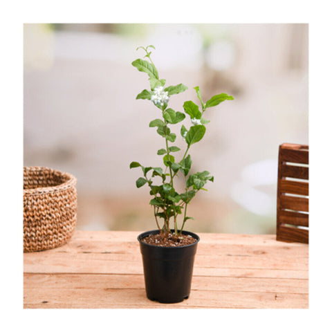Jasminum Sambuc | Outdoor Live Plant | 50 CM Height | 8 Ltr Pot
