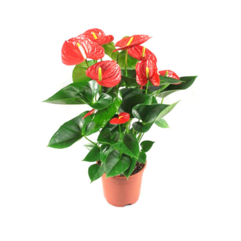 Flamingo Lily/Fluer | Anthurium Indoor Live Plant | 60-65 CM Height