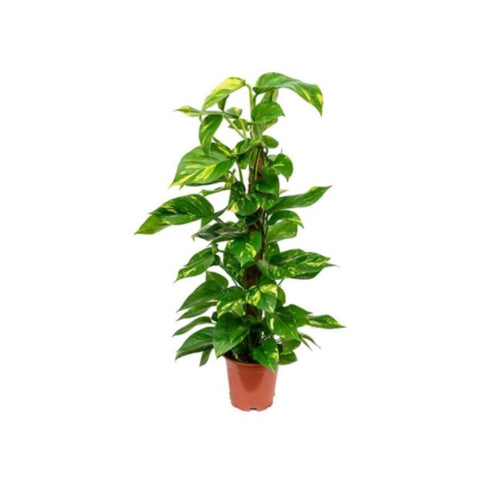 Money Plant | Epipremnum Moss Stick Indoor Live Plant 120 CM Height