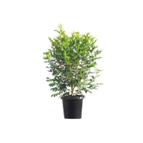 Murraya Paniculata | Outdoor Live Plant | 30-40 CM Height