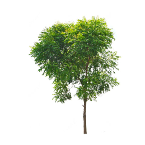 Azadirachta Indica (Neem Tree) Outdoor Plant 2 MT OH, 1.5-2 CM Dia