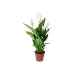 Peace Lily| Spathiphyllum Indoor Live Flowering Plant | 30-40 CM Height