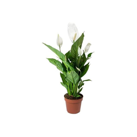 Peace Lily | Spathiphyllum Indoor Flowering Plant | 20-30 CM Height