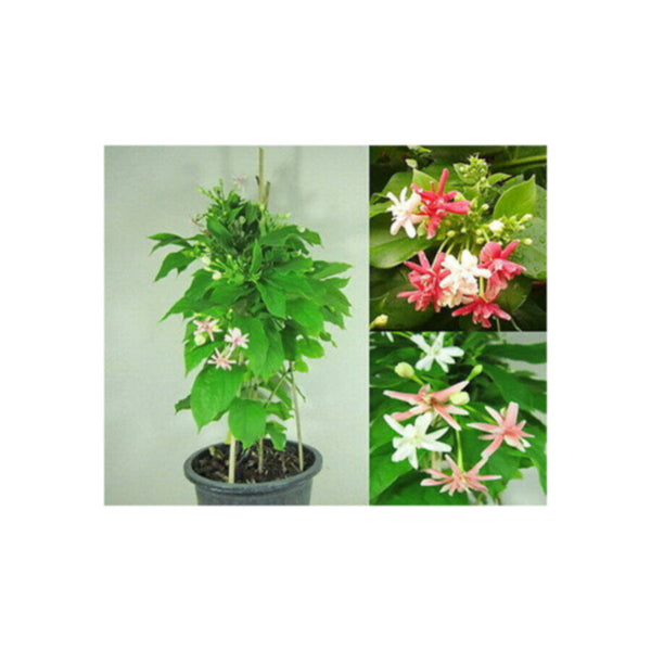 Quisqualic Indica | Outdoor Live Plant | 30-40 CM Height