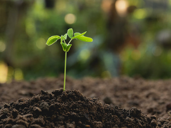 Potting Soil 50 Ltr Bag