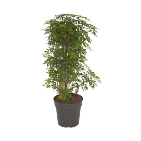 Schefflera | Indoor Live Plant | 80-100 CM Height