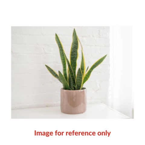 Snake Plant | Indoor Live Plant 30-40CM