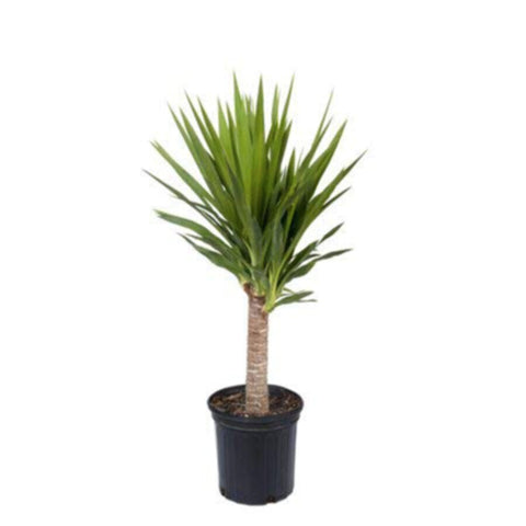 Yucca | Indoor Live Plant | 100-110 CM Height