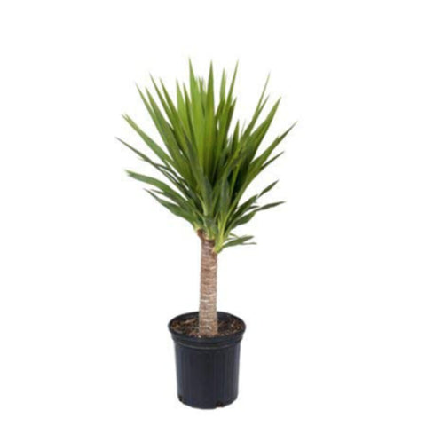Yucca | Indoor Live Plant | 100-110 CM Height