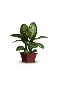 Dieffenbachia | Indoor Flowering Live Plant | 30-40 CM Height