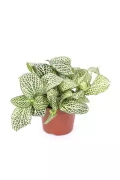 Nerve Plant | Fittonia Indoor Live Plant | 10 CM Height