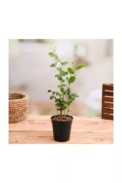 ياسمينوم سامبوك | نباتات حية في الهواء الطلق | ارتفاع 40 سم | 14 سم وعاء