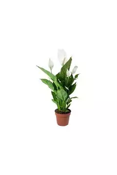 Peace Lily| Spathiphyllum Indoor Live Flowering Plant | 30-40 CM Height